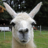 Pascal Krauß Gitlab